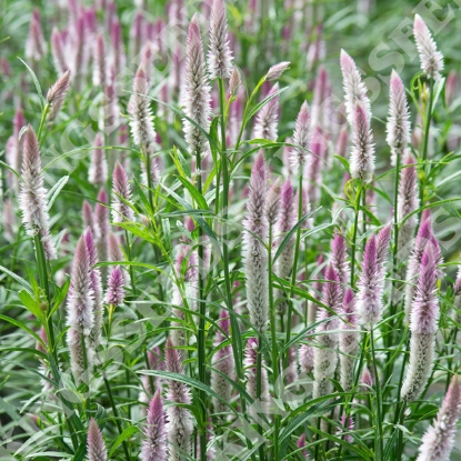 Picture of Celosia - Spicata Sharon
